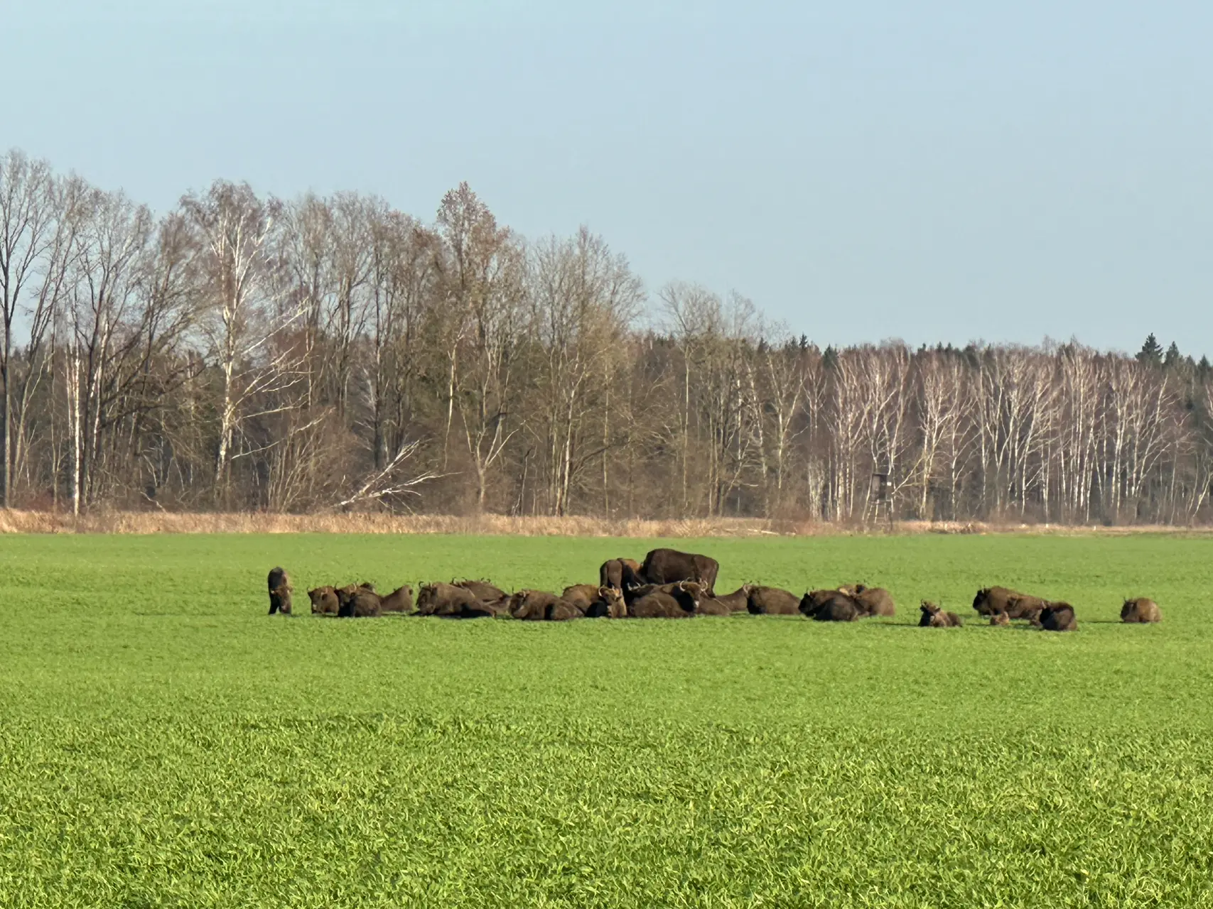 Stumbrų banda Kauno rajone / Skaitytojo nuotr.