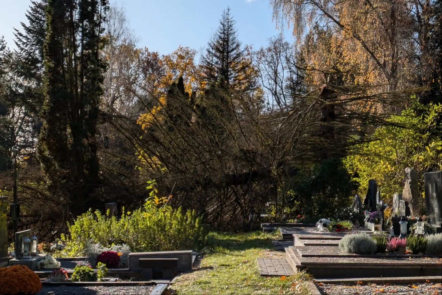 Kapinėse nulūžęs medis / Skaitytojų nuotr.