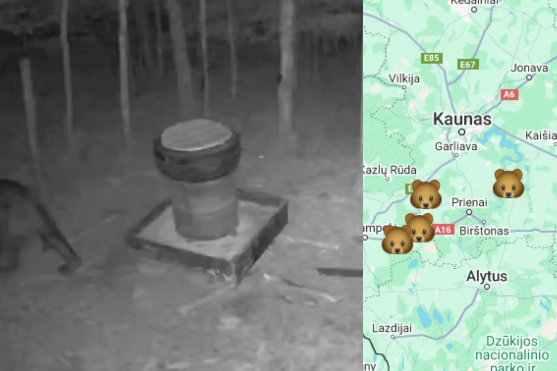 Rudasis lokys / Lietuvos medžiotojų ir žvejų draugijos nuotr.