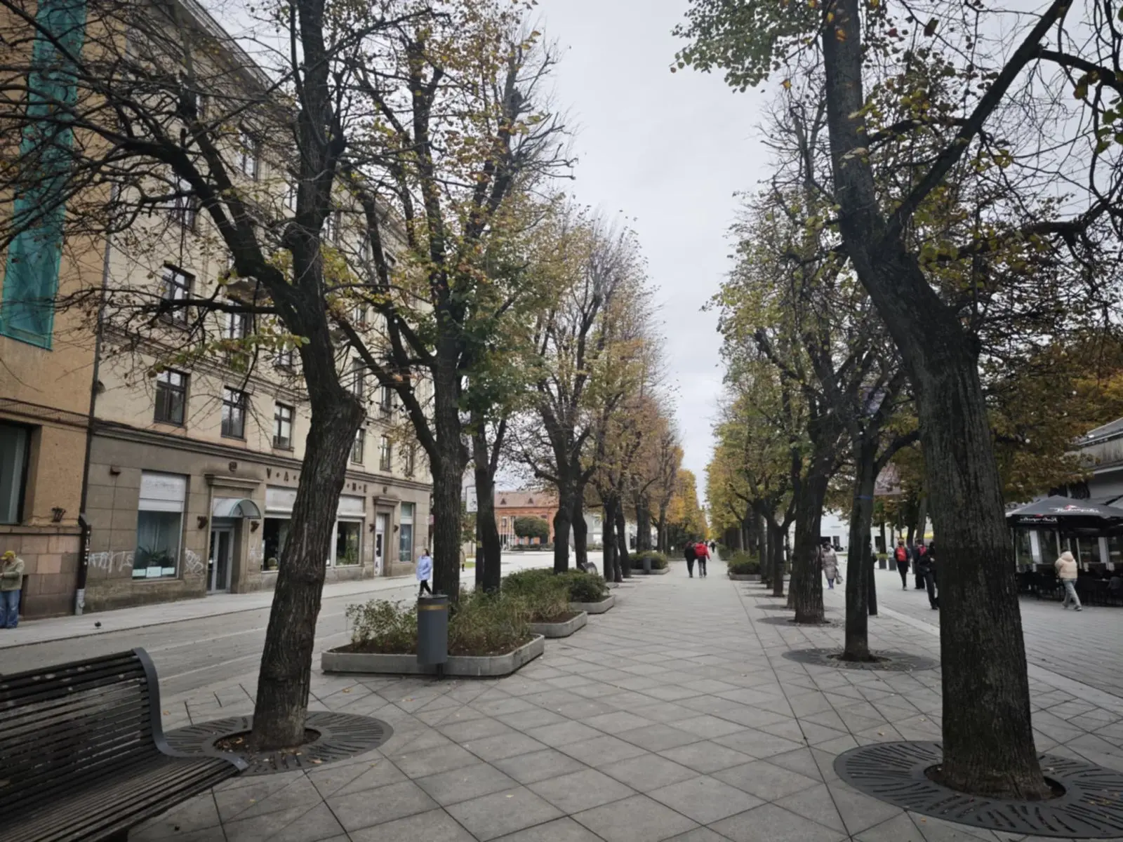 Mirštančios Laisvės alėjos liepos / Kas vyksta nuotr.