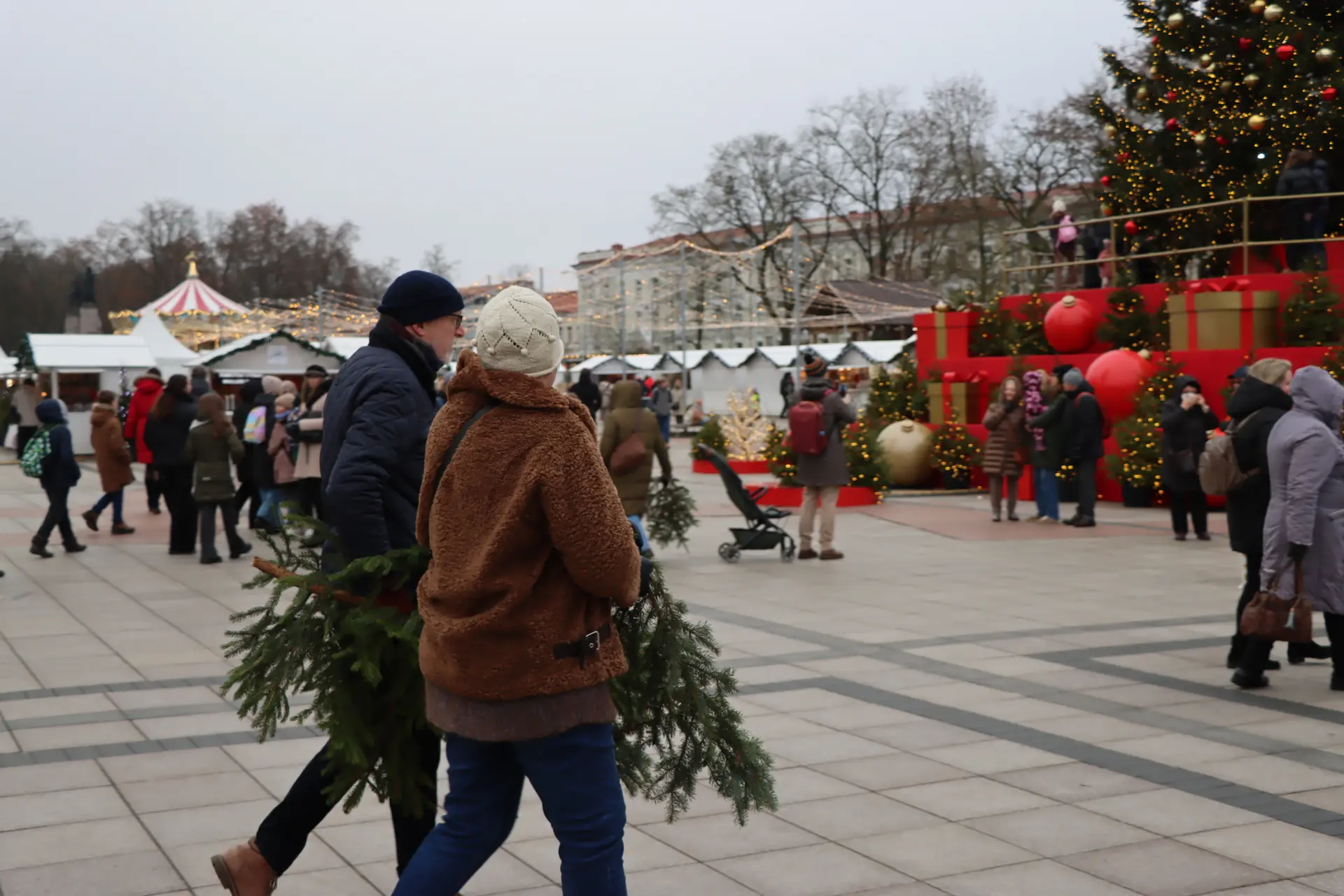 Eglė, kalėdų eglė, Asociatyvi / Valstybinės miškų urėdijos nuotr.