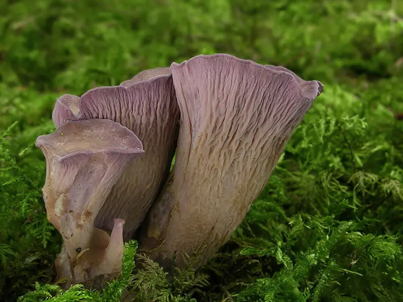 Didysis kuokas