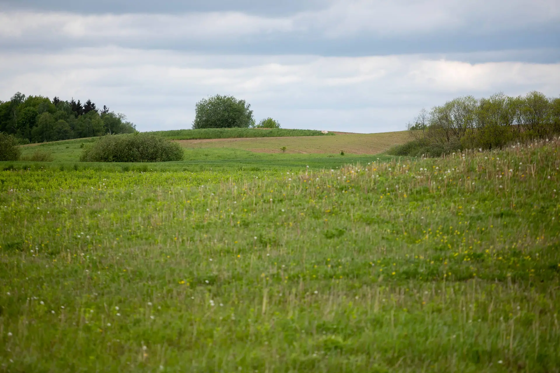 Pieva, laukai