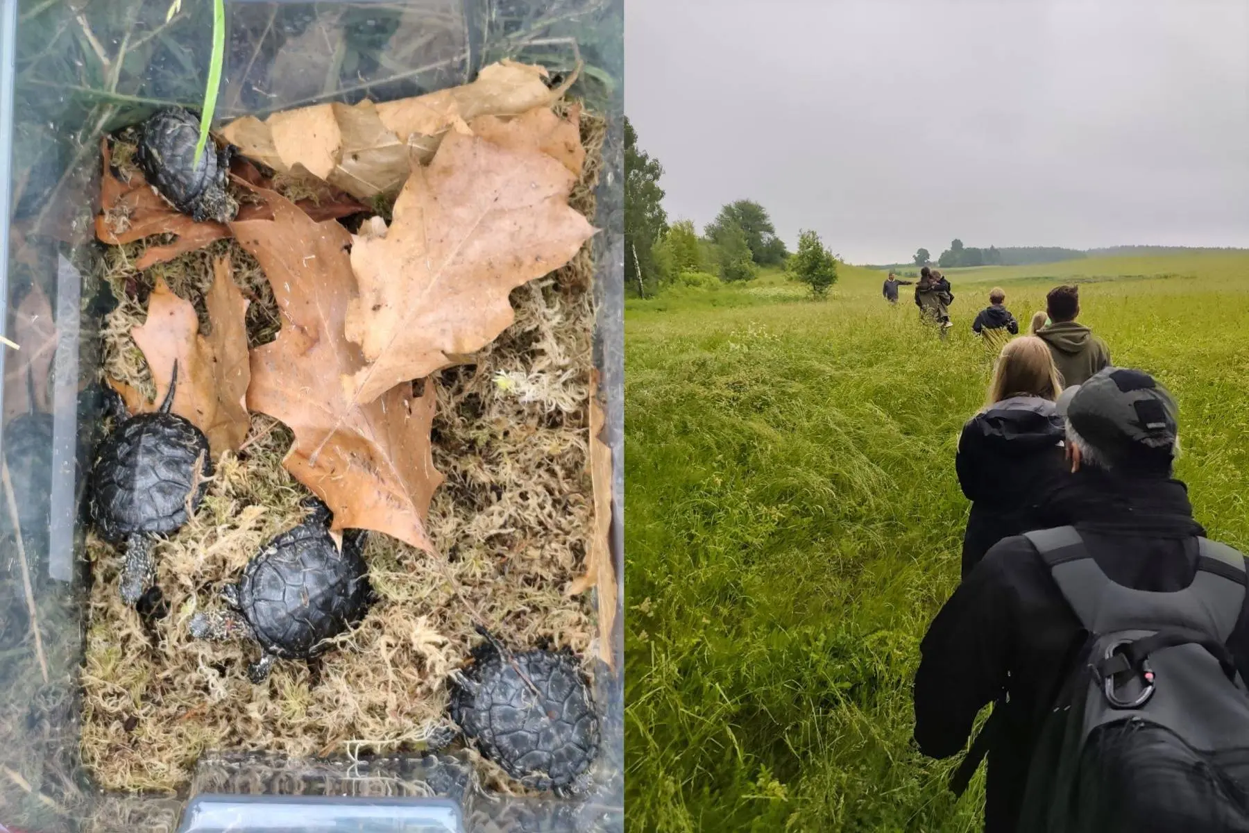 Balinių vėžlių paleidimas / Lietuvos zoologijos sodo nuotr.