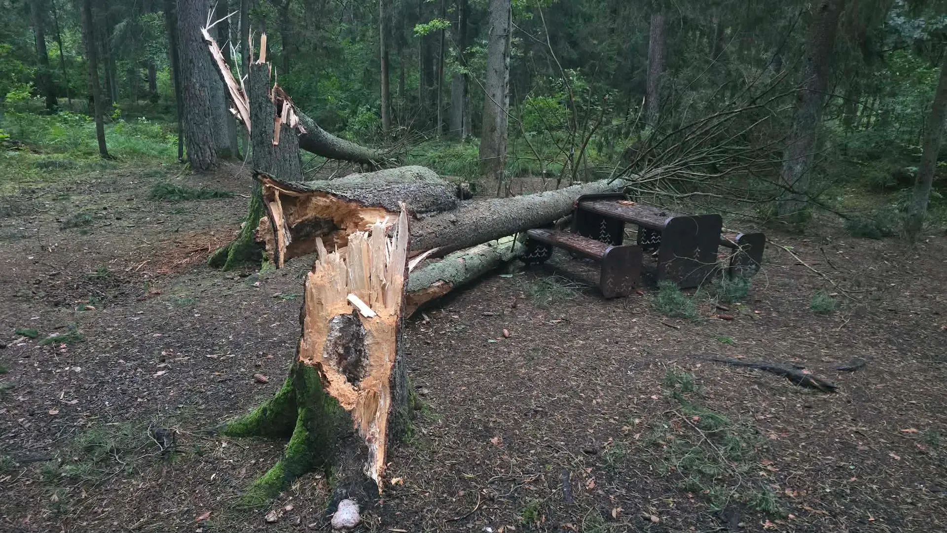 Audros nuniokotas Kleboniškio miškas / Skaitytojo nuotr.