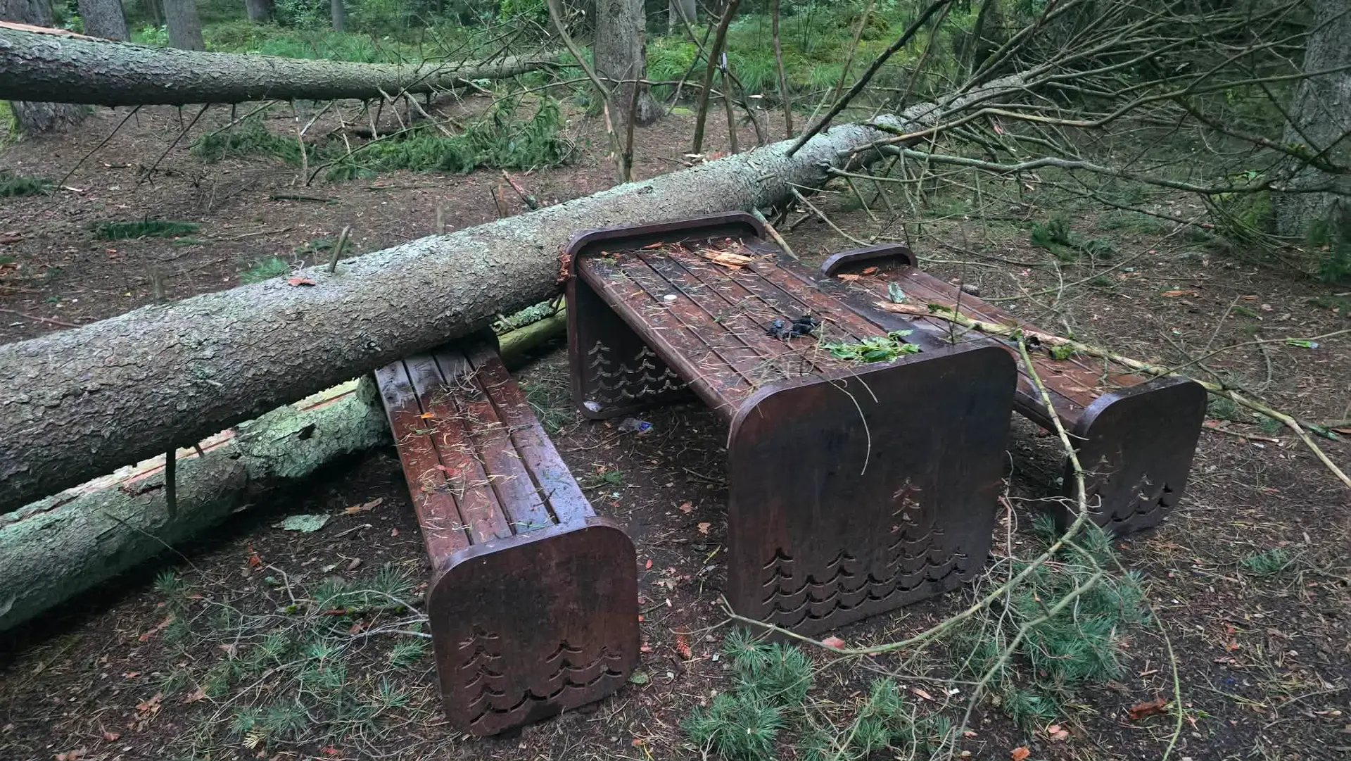 Audros nuniokotas Kleboniškio miškas / Skaitytojo nuotr.