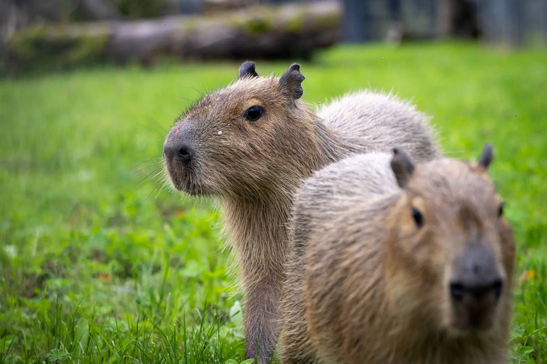 Pirmoji kapibarų diena Lietuvos zoologijos sode