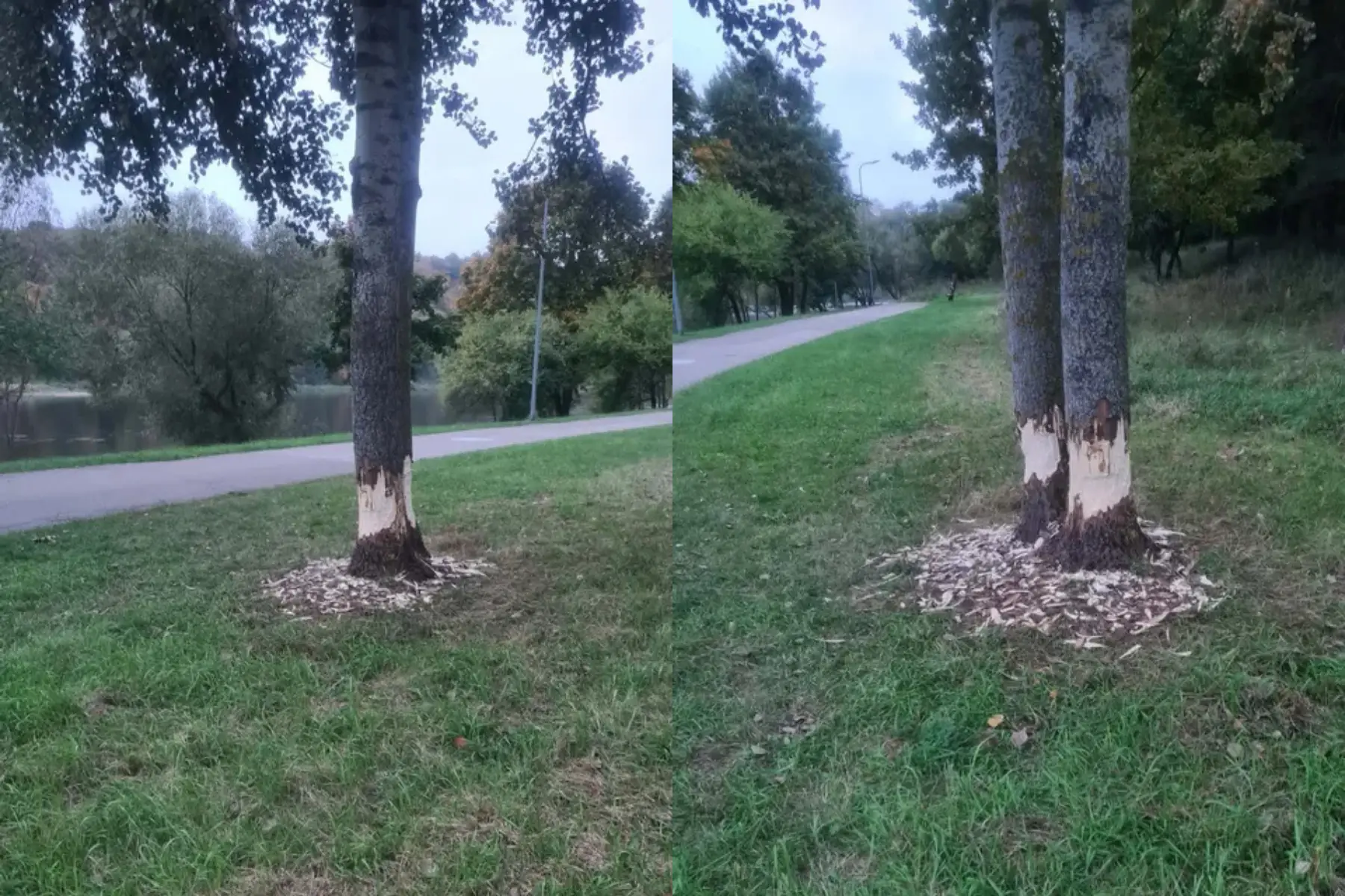 Medžiai Panemunės miško parke