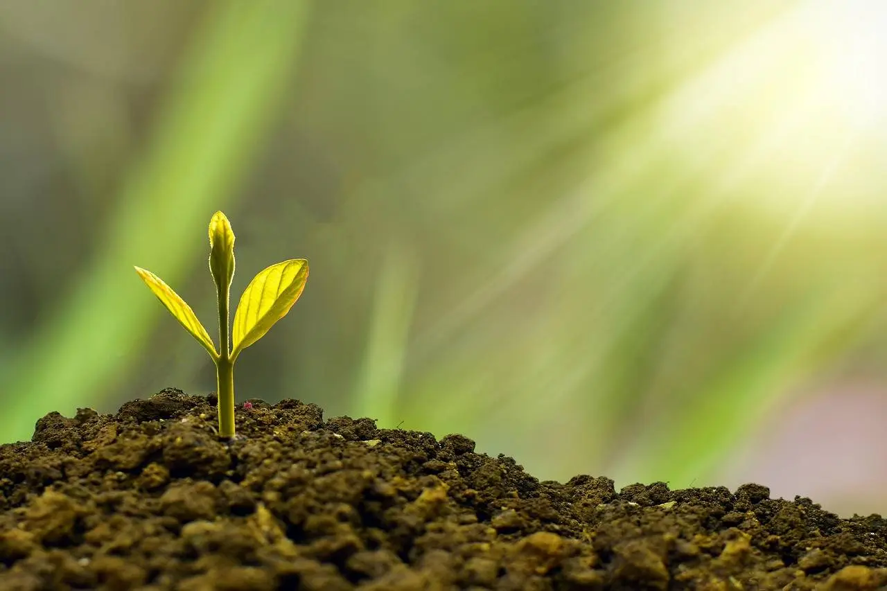 nature_design-investment-5241253_1280