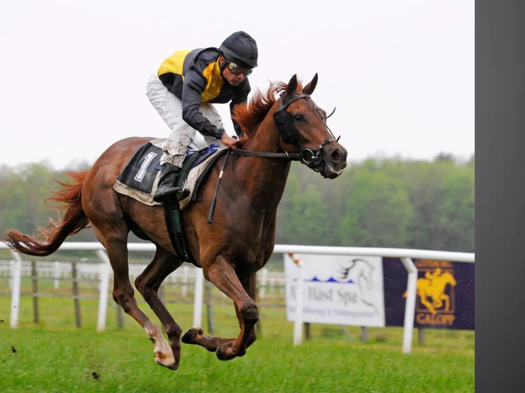 gallop gbc8e05a43 1920