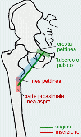 pube