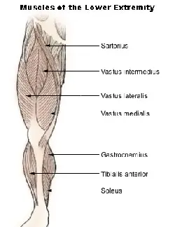 quadricipite