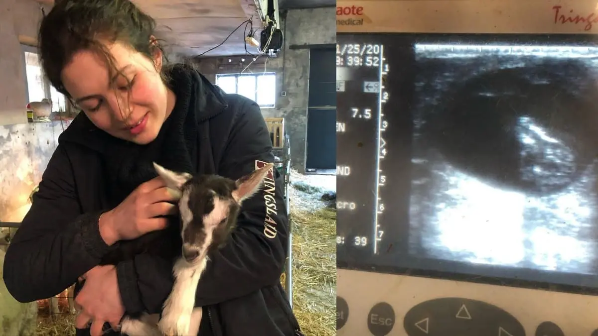 boerin annemiek boer zoekt vrouw bzv baby nieuws echo koe