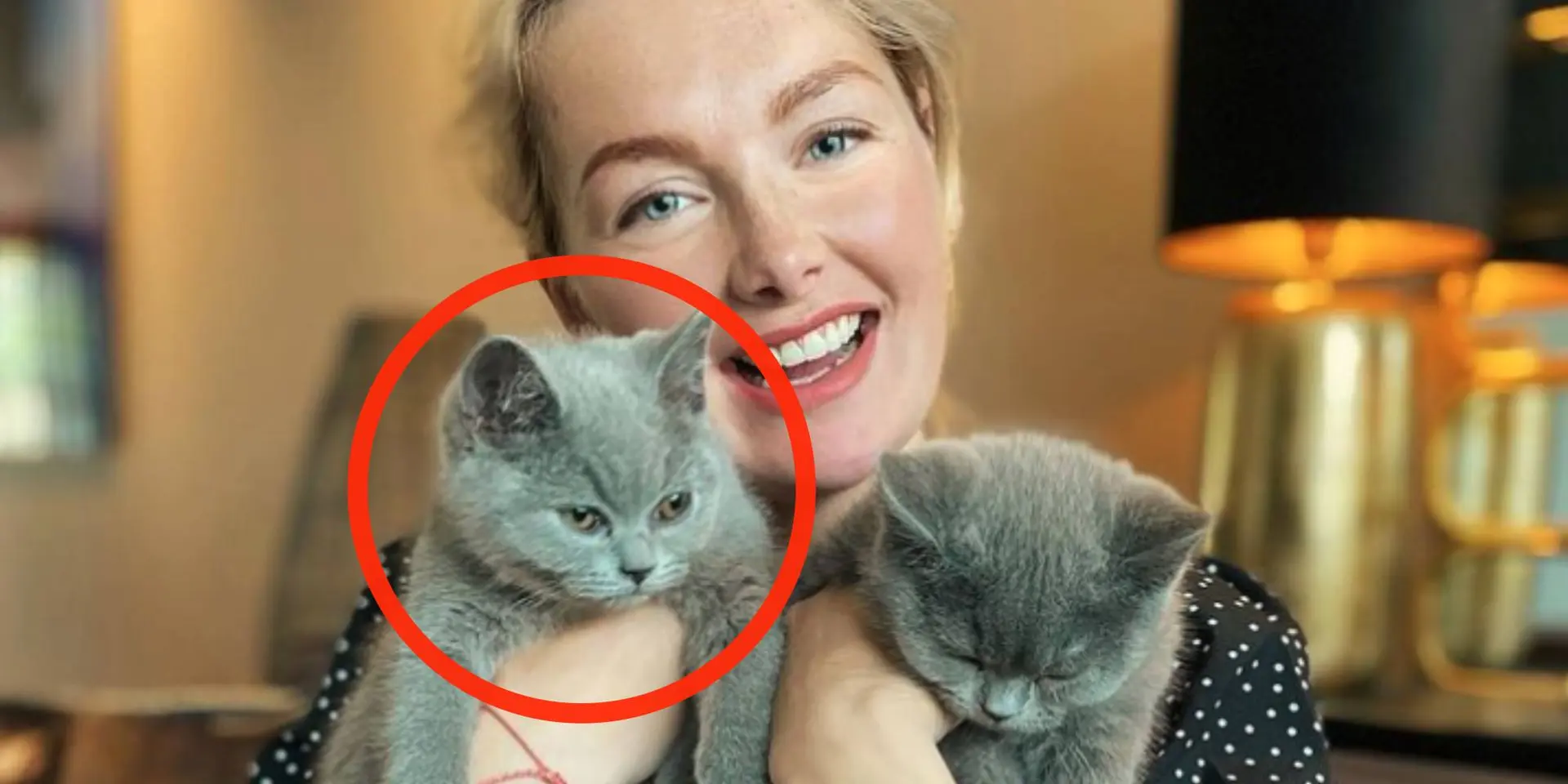 maxime meiland kat foto gemeen
