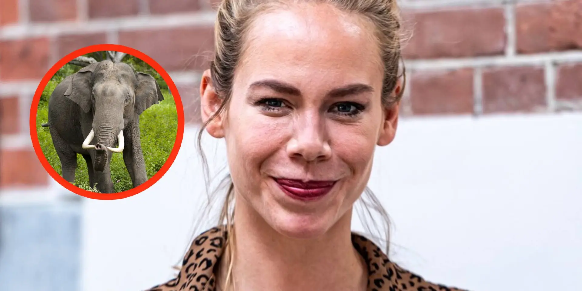 nicolette kluijver olifant foto
