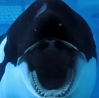 blackfish articlelarge1