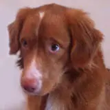 mika