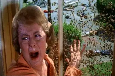 swarm scream