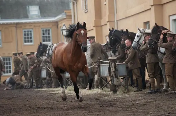 war horse 1
