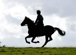 war horse