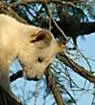 white lion 3