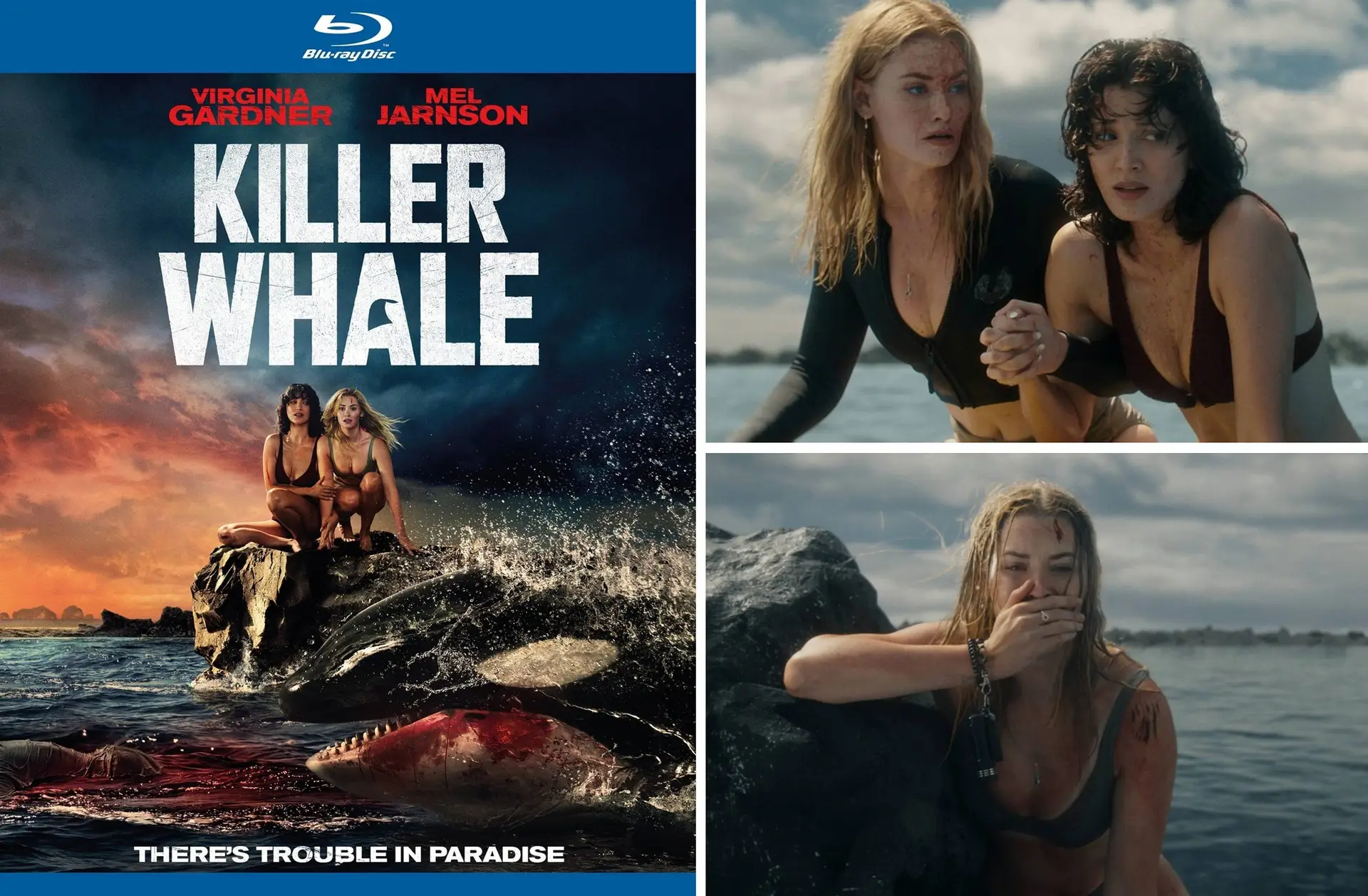 Week 42 - Killer Whale