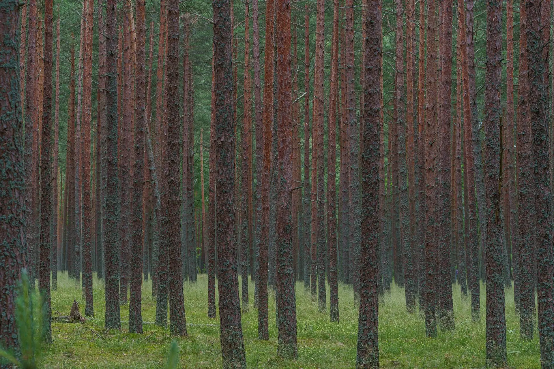 Miškas / R. Tenio nuotr.