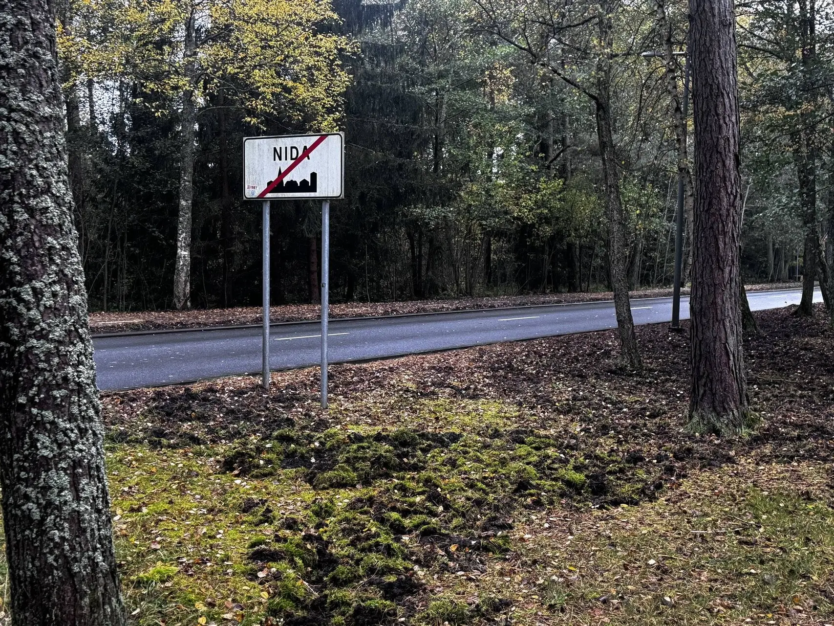 šernai nidoje 5