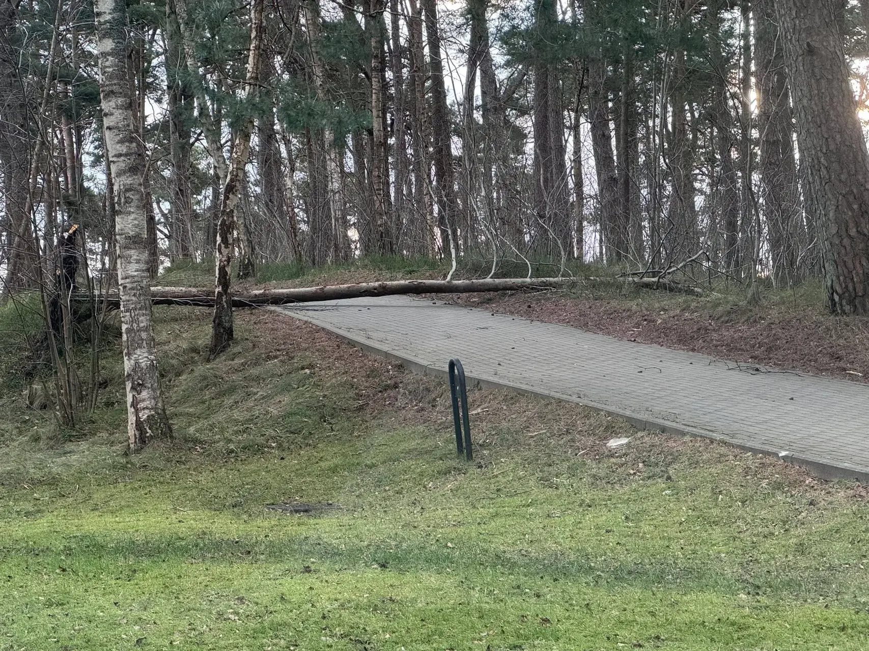 Audra, medis, vėjas