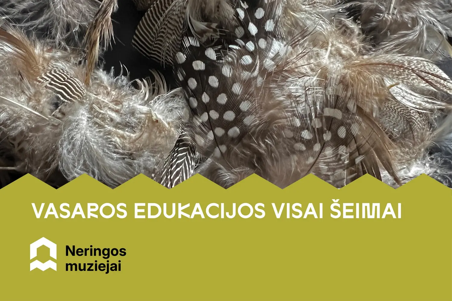 Vasaros ketvirtadienių edukacijos