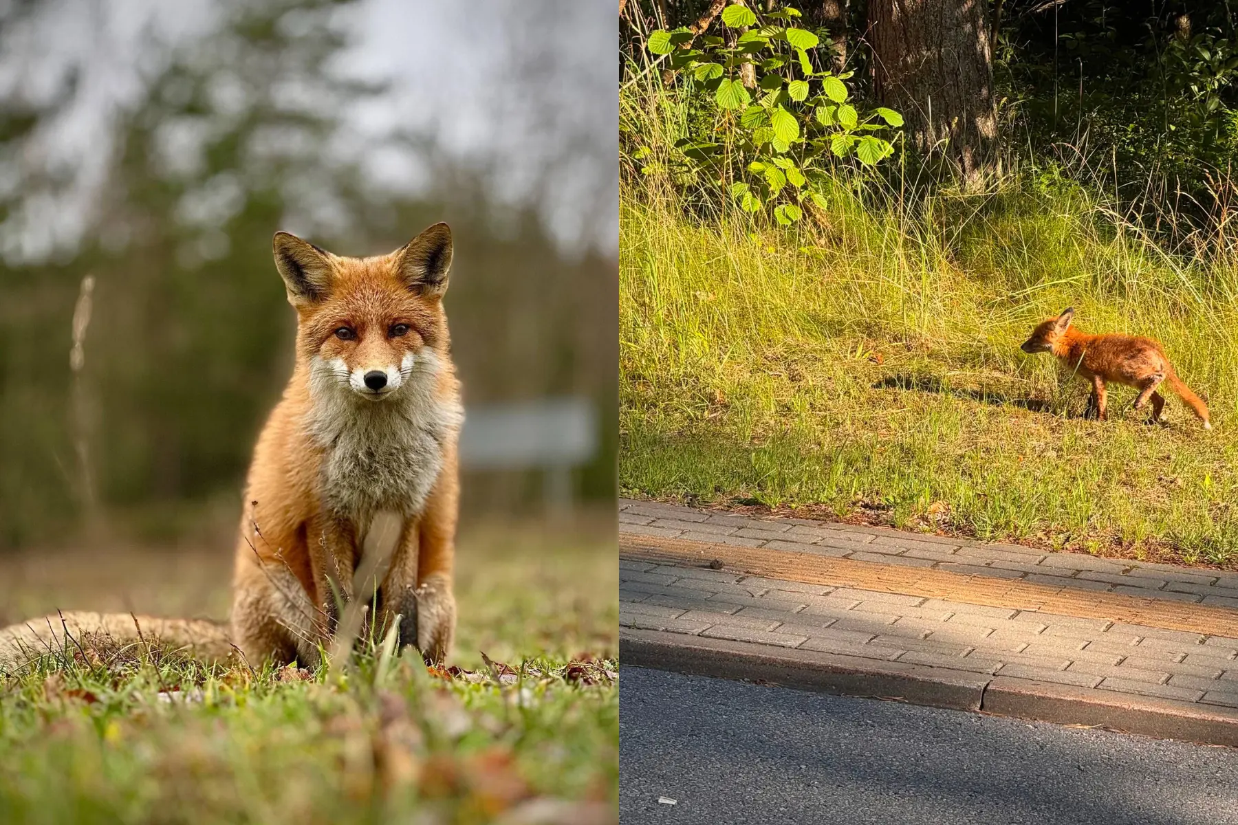Lapė, lapiukas