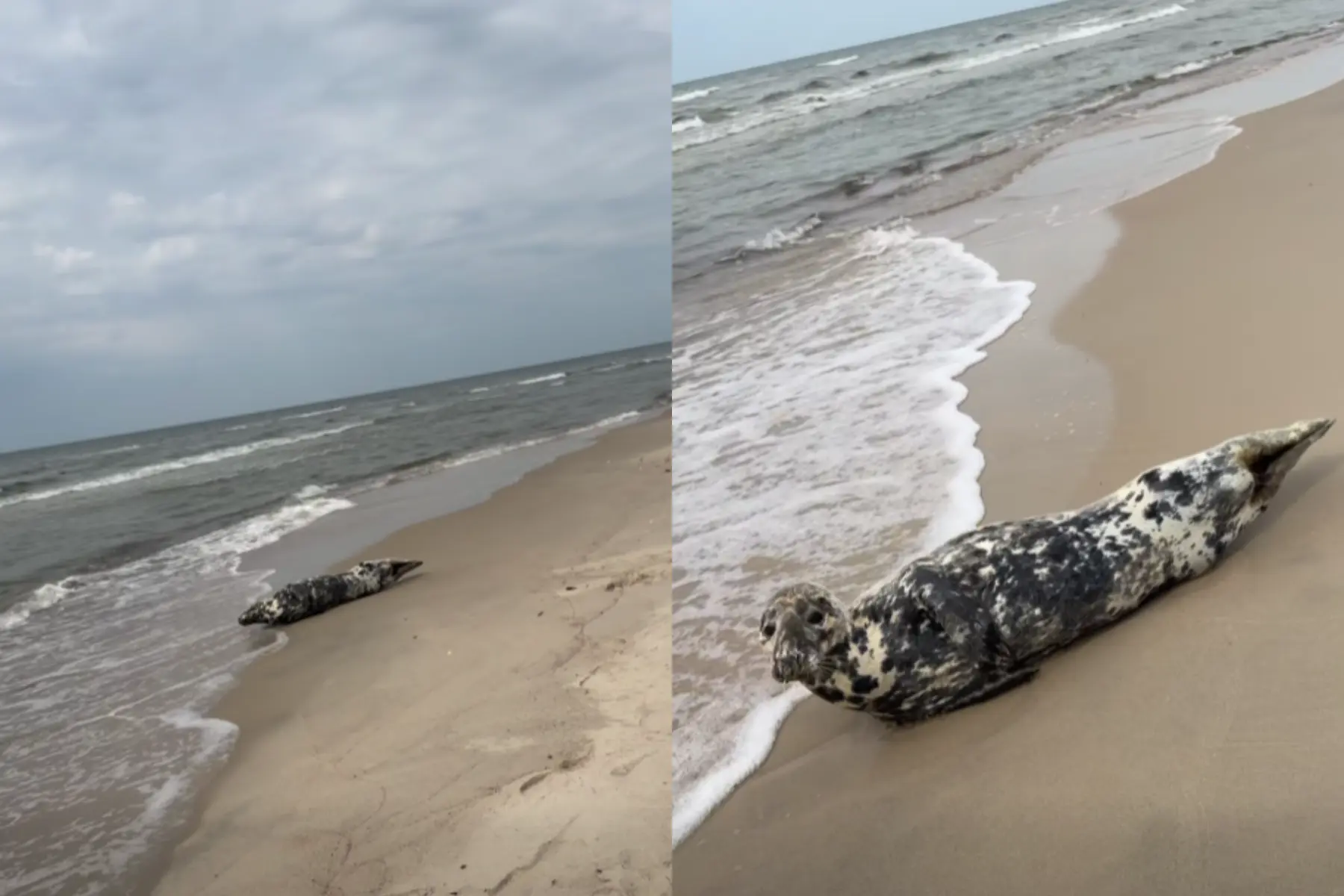 Pastebėtas nusilpęs ruonis