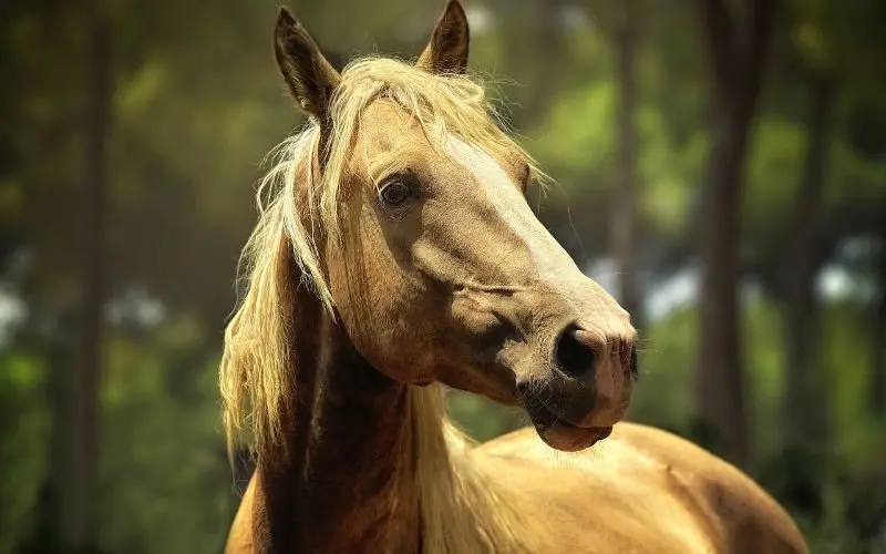 paard 1