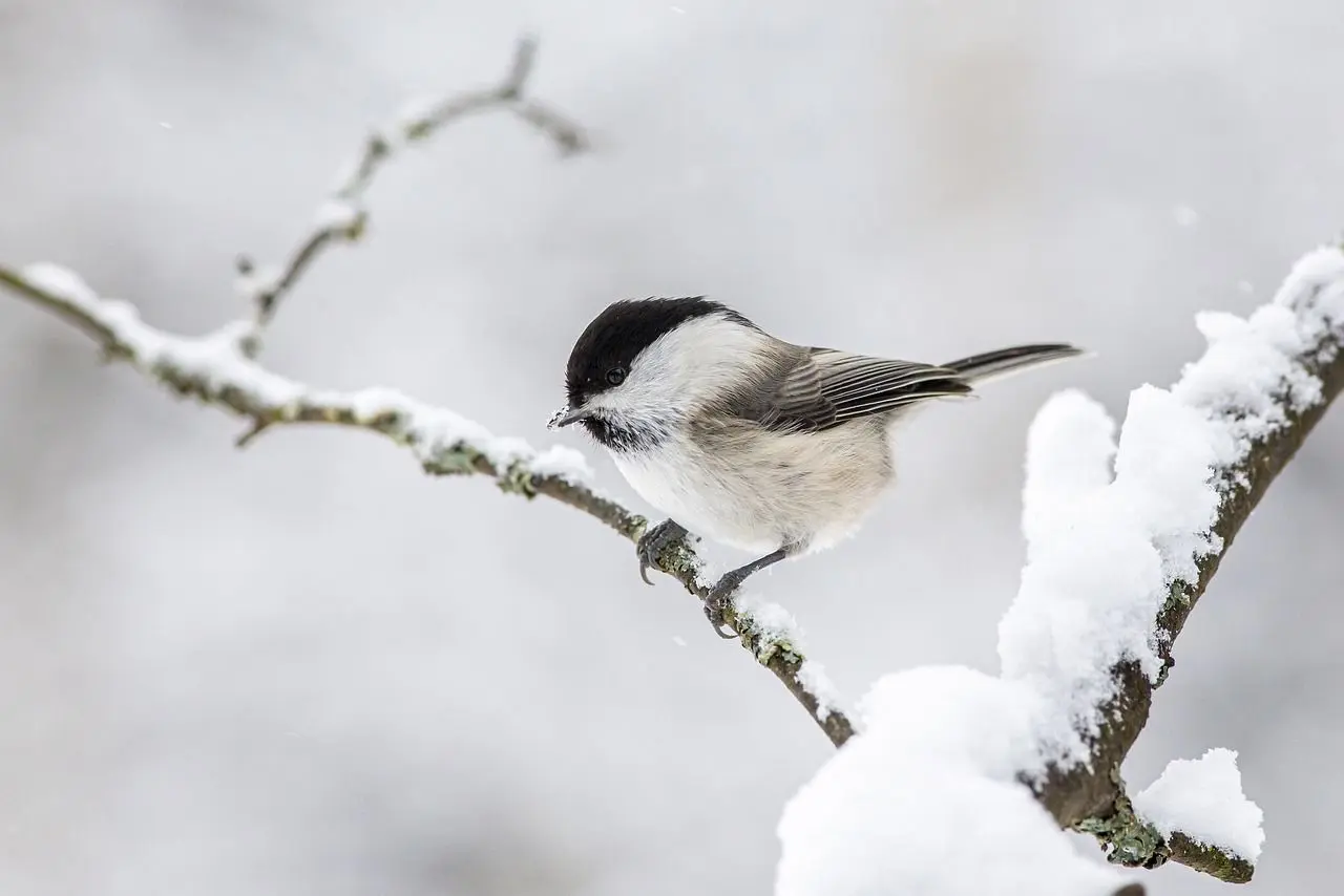 sneeuw weer pixabayy winter