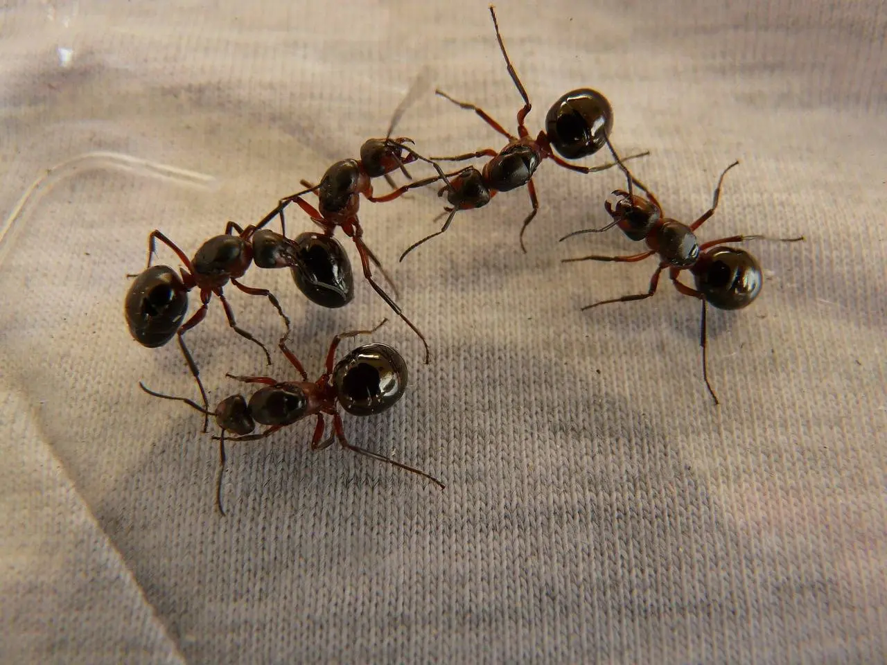wood ant queens 3254 1280