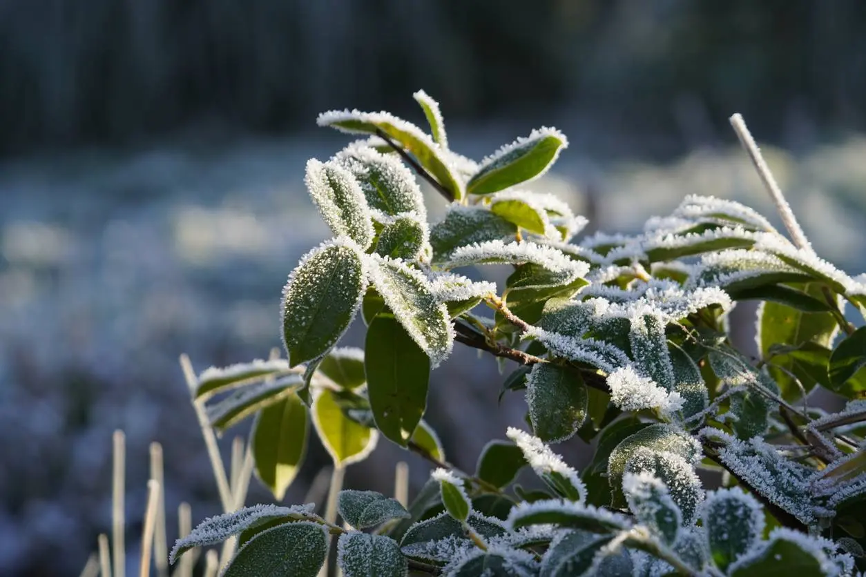 planten