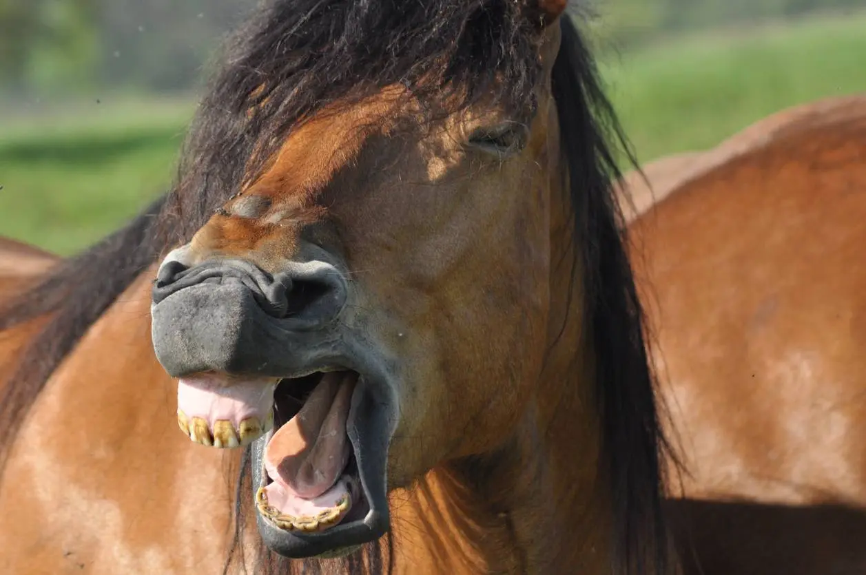 Paarden