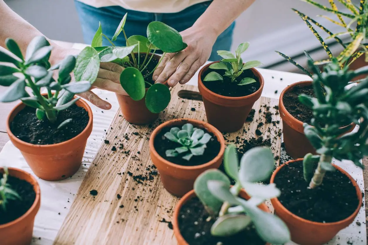 Planten