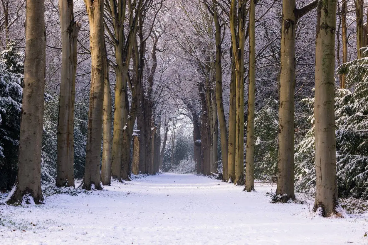 Sneeuw
