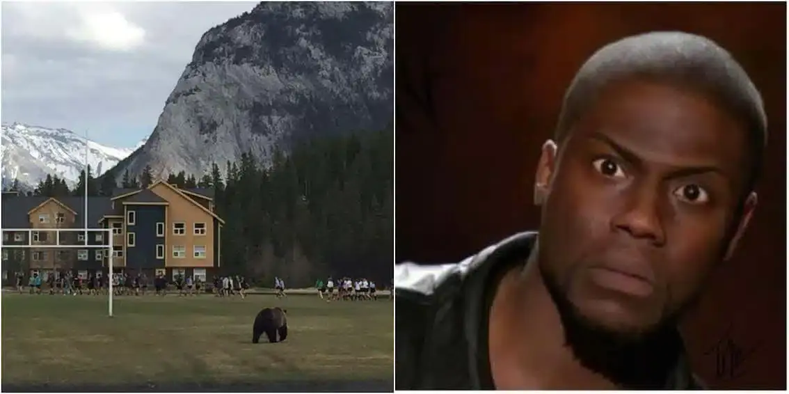 bear 1 1