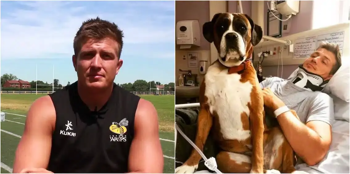 wasps