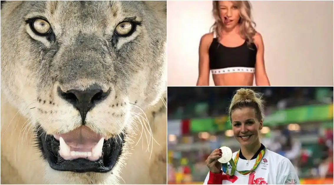 lionesses