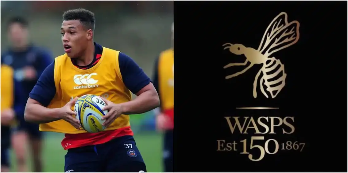 wasps 7