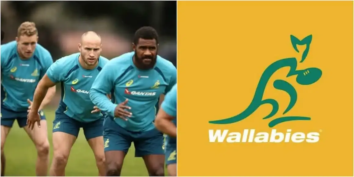 wallabies 2