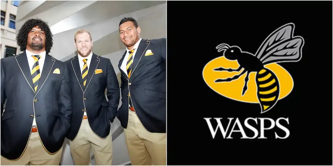 wasps