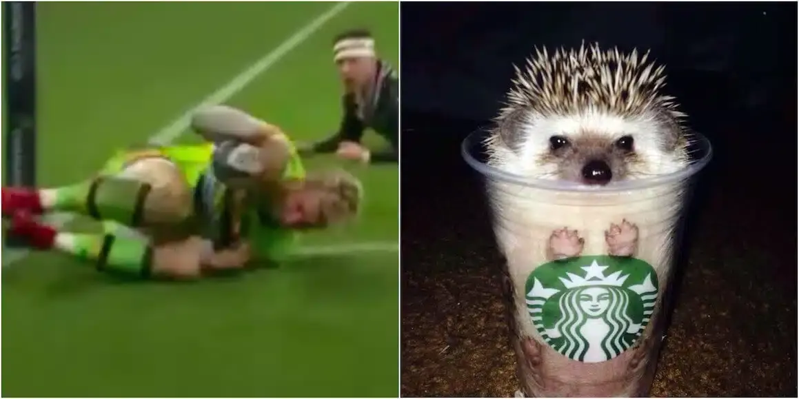 hedgehog