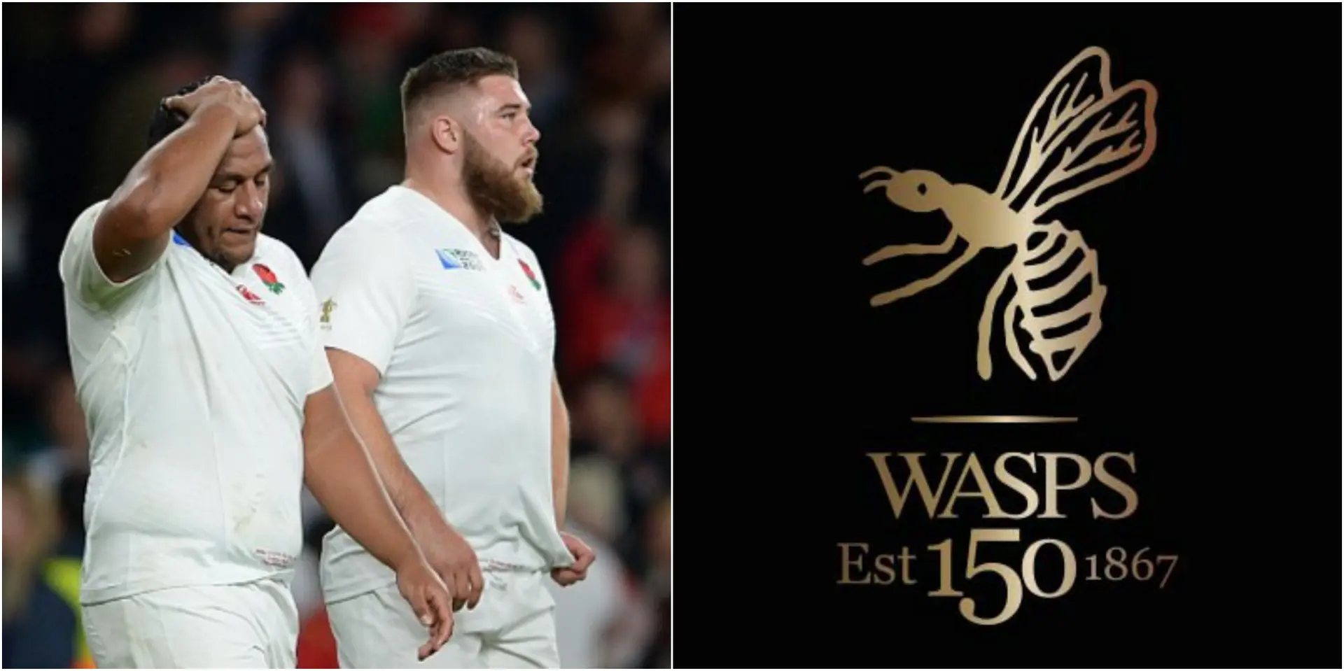 wasps 1