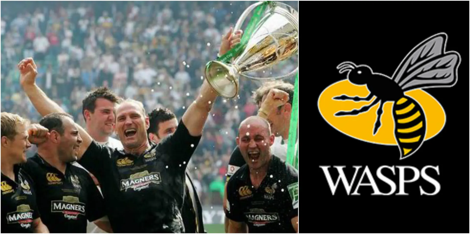 wasps 2