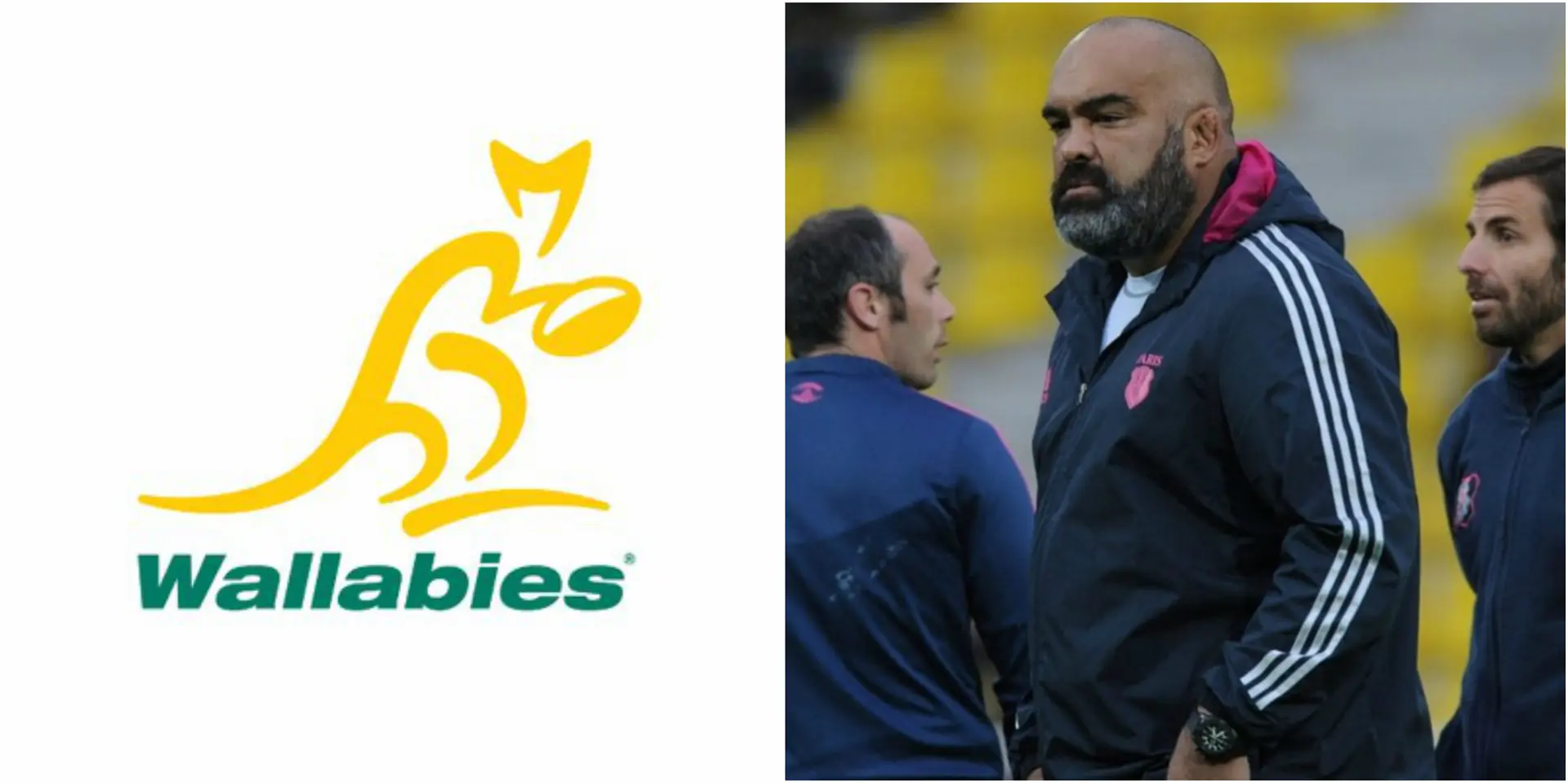 wallabies