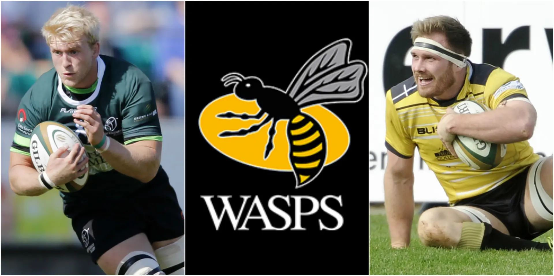 wasps